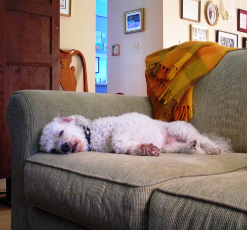 Afternoon Nap: NIKON COOLPIX L3 1/4 sec f 3.2 Flash: Not Fired 171 Afternoon Nap