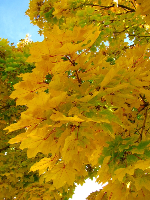 Colors