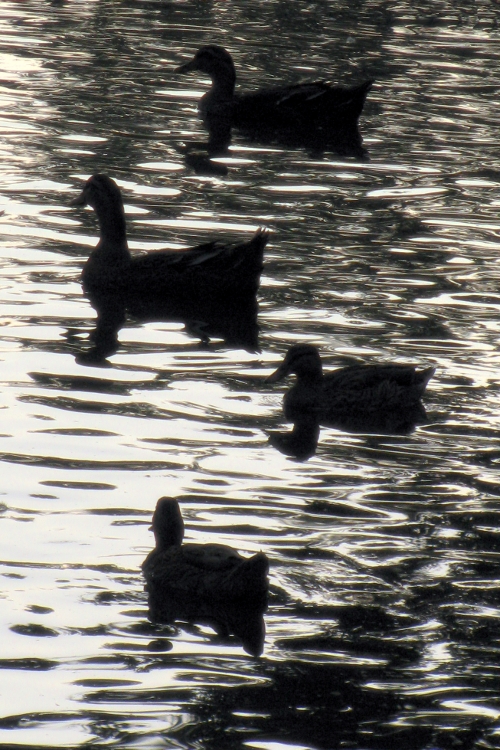 Silhouettes on the water