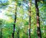 Three Forest Sisters