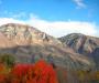 Burning Bush