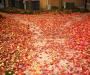 The Red Carpet