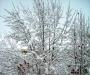 Snowy