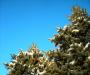 Snowy Pines