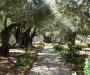 Gethsemane