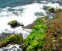 Sea Green