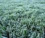 Frost