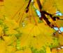 More leaves