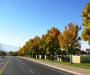 Trees on Ninth East