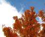 Orange on White