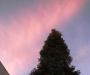 Christmas tree sunset