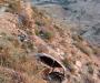 Kerak car