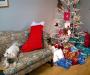 Christmas and a dog
