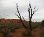 Prong Tree