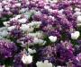 Flower explosion
