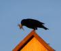 Supper at the birdhouse