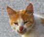 Arab stray