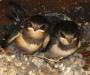 Swallows