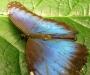 Blue wings