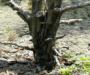 Sand starved tree