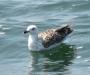 seagull