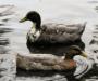 Ducks