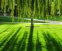 Tree shadows