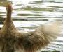 Duck doggy shake