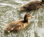 Ducklings
