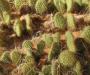Cacti