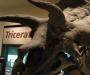 Triceratops