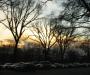 Trees in twilight