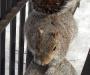 Fat Squirrel