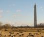 Geese and monument